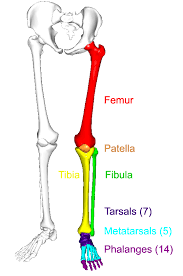 The human leg, in the general word sense, is the entire lower limb of the human body, including the foot, thigh and even the hip or gluteal region. The Lower Limbs Human Anatomy And Physiology Lab Bsb 141