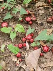 Image result for Thonningia