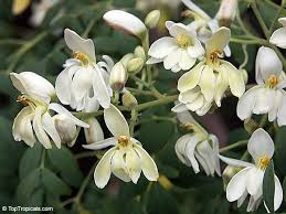 Image result for Moringaceae