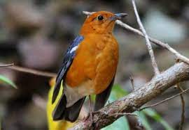 Harga Anis Merah Jantan Perbedaan Anis Merah Jantan Dan Betina Trotol Ciri Anis Merah Jantan Birahi Perbedaan Anis Kembang Jant Ani Animals Animals And Pets