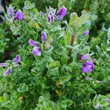 Image result for Polygala nematophylla