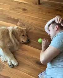 Too Hot To Play Fetch Outside So How About A Game Of Lazy Fetch Inside Funny Animals Pets Puppies