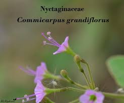 Image result for Commicarpus pedunculosus