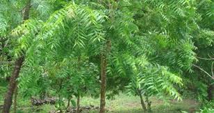 Neem leaves contain potent antioxidants such as quercetin and nimbolide which can protect against the damaging effects of free radicals.1 harmful free radicals are known to damage dna and have been implicated in conditions such as. Sacred Neem Asian Health Secrets
