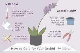 How To Take Care Of Indoor Orchids – Anna Nguyen