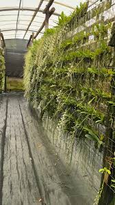 Image result for Angraecopsis amaniensis