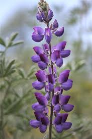 We did not find results for: Identified Lupine Flowers Flower Photos Watercolor Flowers