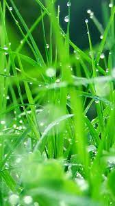Samsung Galaxy S3 Wallpaper Plants Android Zone Grass Wallpaper Nature Iphone Wallpaper Mobile Wallpaper Android