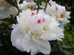 Ready at the beginning of december, this white flower is perfect for a christmas effect! Boule De Neige Calot 1867 Pretty Flowers Flowers Peonies