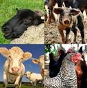 5 redenen om veganist te worden gedurende Wereld Vegan Maand ...