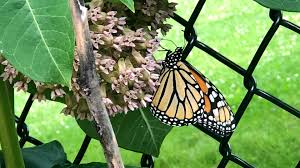 The results look something like a combination of boxing and 'bumper' cars. The Field Museum Is Recruiting Citizen Scientists To Study The Monarch Butterfly Chicago News Wttw