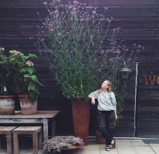 Garden home promotes health and wellness by offering fitness classes, personal training and a weight room equipped with cardio and. Verbena Bonariensis Purpletop Grows Up To 6ft Tall And 3ft Wide Perennial In Zones 7 11 Full Sun To Partial Shade In We Plants Garden Planters Perennials