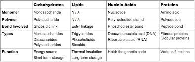 biomolecules bioninja