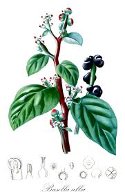 Image result for Basellaceae