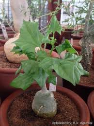 Image result for Oxyanthus goetzei