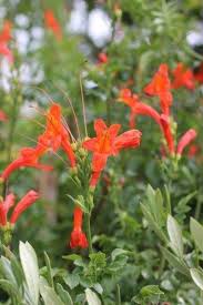 Image result for Tecomaria capensis