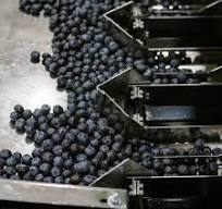 Blueberry sorter - Green Sort