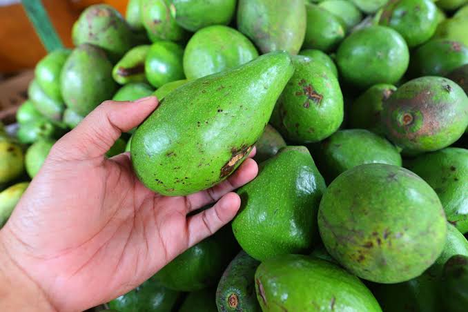 Buah Alpukat