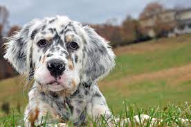 English Setter Dogs English Setter Breeder In The Mountains Of North Carolina Ad Dogs Setter English Setter Dogs Setter Puppies English Setter Puppies