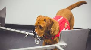 We will also discuss the background of prostate cancer in dogs to help in best preventing its occurrence. A New Way To Detect Prostate Cancer Inspired By Man S Best Friend Prostate Cancer Foundation
