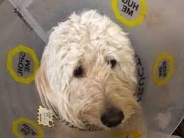 Fundraiser by Matt Pedrazzini : Sawyer's Second Life