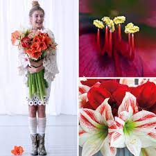 Flower Fact Did You Know That Amaryllis Symbolizes Pride And Enchanting Beauty And Gives A Feeling Of Friendship And Affection Iloveamaryllis Hippeastru