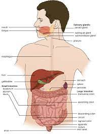 Anatomy And Normal Microbiota Of The Digestive System Microbiology