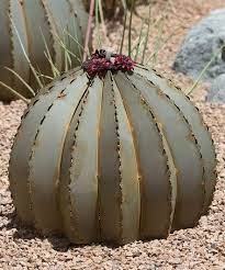 Wow's garden and everything more. Desert Steel Golden Barrel Cactus Torch Zulily Kaktus Kakteen Und Sukkulenten Kaktus Bilder