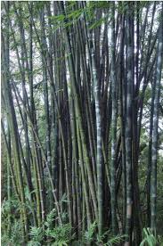 Image result for Bambusa balcooa