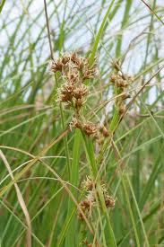 Image result for Cladium mariscus