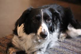 Black And White Spaniel Mix Sadie A Border Collie Springer Spaniel Mix A Year And A Half Old