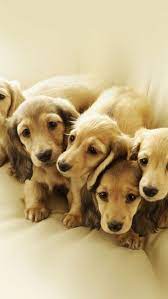 Download Free Hd Wallpaper From Above Link Puppy Retrievers Animal Cute Golden Yellow Dog Wallpaper Iphone Puppy Wallpaper Iphone Puppies