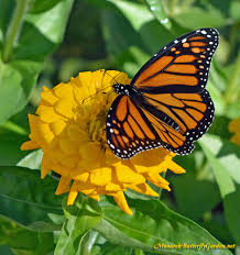 Like all butterflies, monarch butterflies alter their diet as they change. Butterfly Plants List Butterfly Flowers And Host Plant Ideas