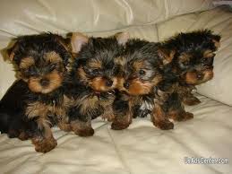 Take a look at the beautiful puppies we have for sale in our miami, aventura & pembroke pines stores! Teacup Yorkie Puppies For Adoption Pets For Sale In Miami Florida Usadscenter Com Mobile 56663