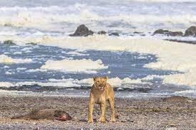 One afternoon, while still a child and with my mind full of dreams, i was looking out of the window of a train on its late. Beach Lions Again Hunting Seals And Coastal Birds In Namibia After 35 Years Africa Geographic