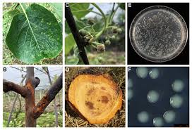 Image result for Pseudomonas syringae