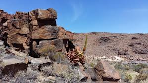 Image result for Plinthus cryptocarpus