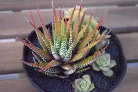 Decide how you will view your succulent dish garden. Diy Succulent Dish Garden