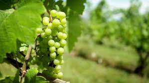 Planting grapevines on your property can be a wise investment, especially if you enjoy grape products such as jellies, liqueurs and wine. Camera Move Reveals White Grapes Stock Footage Video 100 Royalty Free 3740378 Shutterstock