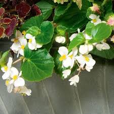 Begonia Babywing White Begonia White Flower Farm Container Plants