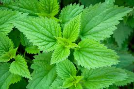 Resultado de imagem para stinging nettle leaf