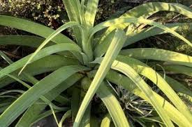 Image result for Asparagaceae