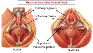 Diaphragm (perineal membrane)  superiorly: Urogenital Triangle Superficial And Deep Perineal Pouches Anatomy Qa