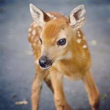 نتيجة بحث الصور عن صور غزلان Cute Baby Animals Baby Animals Cute Animals