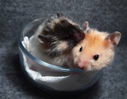 Baby Black And White Syrian Hamster 