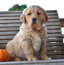 We focus on breeding and training beautiful english golden retriever puppies with health tested champion parents, great pedigrees, and fantastic temperaments. Golden Retriever Puppies Ohio Breeders News At Puppies Api Ufc Com