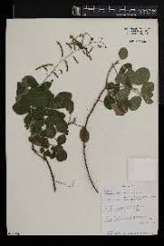 Image result for Kotschya uguenensis