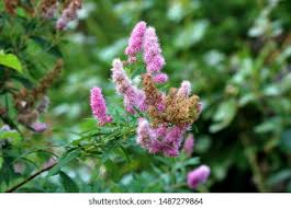 Image result for Spiraea billardii