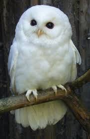 Snow White Where The 7 Dwarfs Cute Animals Owl Animals