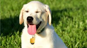 I compete with both the females and the males to test their. Dog Semen Lawsuit Awards Oregon Breeders 400 000 For Labradors